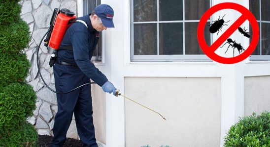 Hasköy Dezenfeksiyon böcek ilaçlama ve haşere kontrolü — ilaclama-tr.com